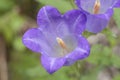 Campanula rotundifolia close-up shot with blurred background