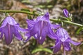 Campanula rotundifolia Harabell Royalty Free Stock Photo