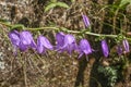 Campanula rotundifolia Harabell Royalty Free Stock Photo