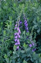 Campannula rotundifolia harebell, bluebell, scottish bluebell, thimble, text area masthead and bottom, vertical