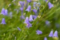 Campanula rotundifolia, harebell, Scottish bluebell violet flowers macro selective focus
