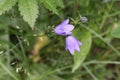 Campanula rotundifolia, known as the harebell, bluebell, blawort, hair-bell and lady& x27;s thimble