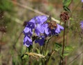 Campanula rotundifolia, known as the harebell, bluebell, blawort, hair-bell and lady& x27;s thimble