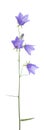 Campanula rotundifolia Royalty Free Stock Photo