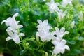 Campanula spring white flowers with buds Royalty Free Stock Photo