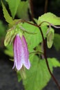 Campanula Takesimana flower blooming in the garden close - up view