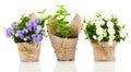 Campanula terry flowers in the paper packaging Royalty Free Stock Photo