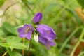 Campanula trachelium Macro Bloom, Wild Bellflower Close-Up Royalty Free Stock Photo