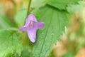Campanula trachelium Macro Bloom, Wild Bellflower Close-Up Royalty Free Stock Photo