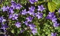 Campanulaceae flowers