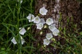 Campanulas Carpatica Alba white, as a background
