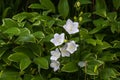 Campanulas Carpatica Alba white, as a background