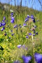 Campanules des Alpes in a field Royalty Free Stock Photo