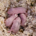 Campbell Dwarf Hamster Babies Royalty Free Stock Photo