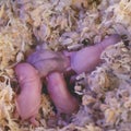 Campbell Dwarf Hamster Babies