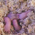 Campbell Dwarf Hamster Babies Royalty Free Stock Photo