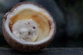 A Campbell dwarf hamster eating coconuts.