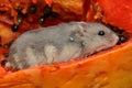 A Campbell dwarf hamster is eating a ripe papaya.