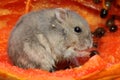A Campbell dwarf hamster is eating a ripe papaya.