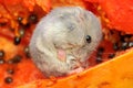 A Campbell dwarf hamster is eating a ripe papaya.