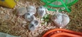 Campbell dwarf hamster family