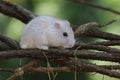 A Campbell dwarf hamster forages on dry log.
