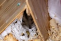 Campbell dwarf hamster