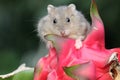 A Campbell dwarf hamsteris eating dragon fruit.