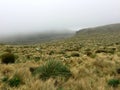 Campbell Island, subantarctic region, New Zealand