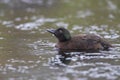 Campbell Island Teal, Anas nesiotis