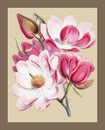 Campbell`s magnolia Magnolia Campbellii, Flowering plant from Illustrations of Himalayan plants 