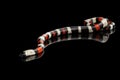 Campbell`s milk snake, Lampropeltis triangulum campbelli, isolated on black background