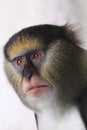 Campbell's mona monkey Royalty Free Stock Photo