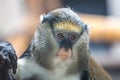 The Campbell`s mona monkey Cercopithecus campbelli. Royalty Free Stock Photo