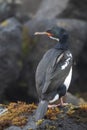 Campbell Shag, Leucocarbo campbelli