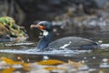 Campbell Shag, Leucocarbo campbelli