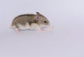 Campbell siberian hamster runs Royalty Free Stock Photo