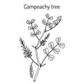 Campeachy tree Haematoxylum campechianum , medicinal plant Royalty Free Stock Photo