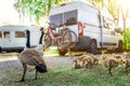 Duck family by caravans