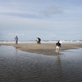 People and dogs on north sea beach in the netherlands Royalty Free Stock Photo