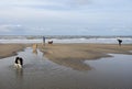 People and dogs on north sea beach in the netherlands Royalty Free Stock Photo