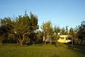 Campers in an orchard