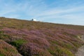 Campervan driving through lilac heath meadows in Brittany during the summer holidays