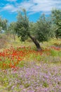 Campestral flowers bloom in a field in Puglia Royalty Free Stock Photo