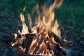 Campfire in nature. power of fire. Royalty Free Stock Photo