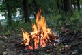 Campfire in nature. power of fire. flames devour wood. power of fire. fire.