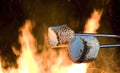 Campfire treat of marshmallows Royalty Free Stock Photo