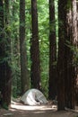 Campground and Tent at Big Basin Redwoods State Park Royalty Free Stock Photo