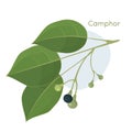 Camphor laurel branch. Royalty Free Stock Photo