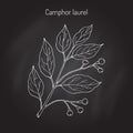Camphor tree branch